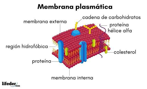 Membrane plasmatique