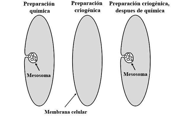 Messosomi