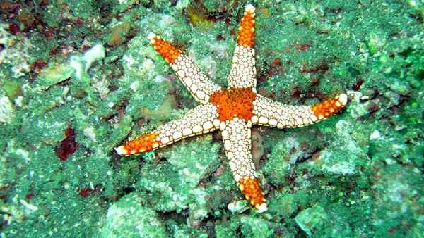 Metafora morskej hviezdy
