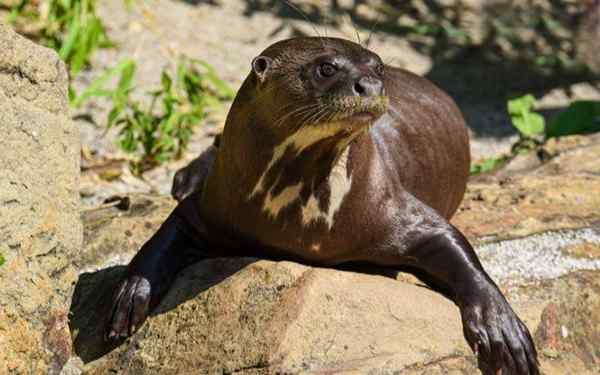 Loutre géante