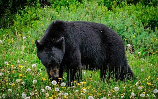 Orso nero americano