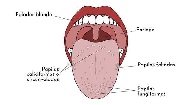 Caliciform papillae