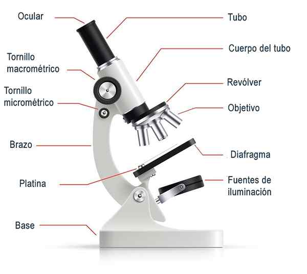 Teile des optischen Mikroskops