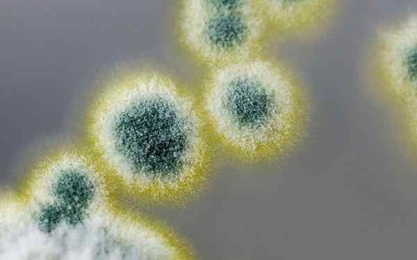 Penicillium krysogenum