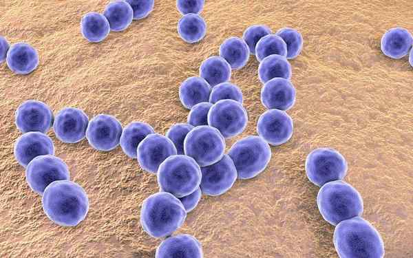 Peptostreptococcus