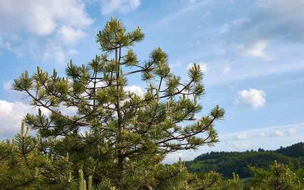 Pinus gregii