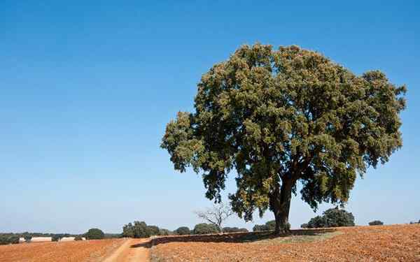 Quercus pétraea