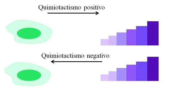 Chimioctisme