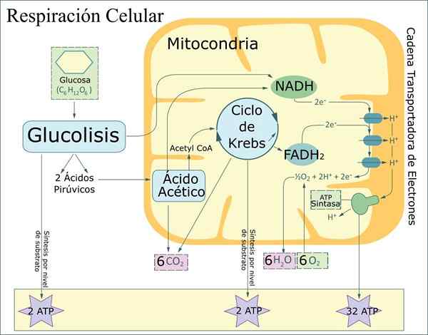 Cellulaire ademhaling