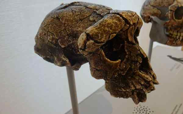 Sahelanthropus tchadensis