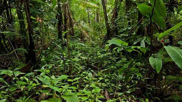 Ekvatorial djungel