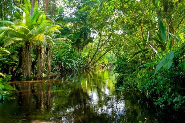 Hutan basah