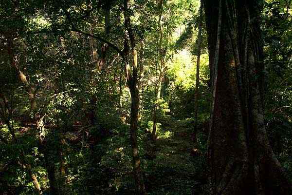 Hutan di Mexico