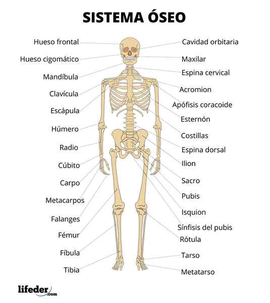 Osseös system