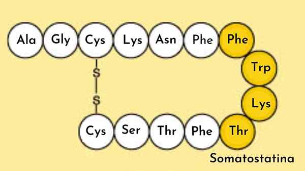 Somatostatina