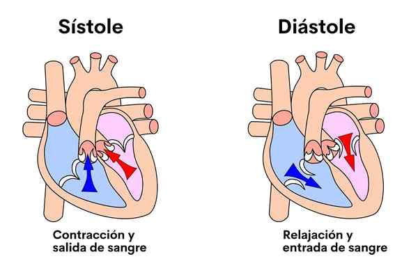 Sistole und Diastole