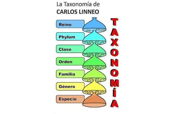 Taxonomia Linnean de seres vivos