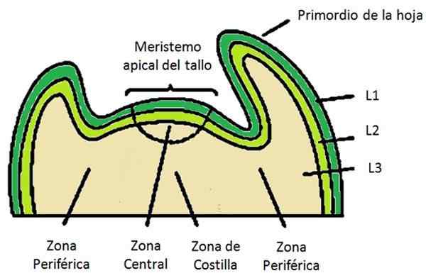 Tessuto Merystem