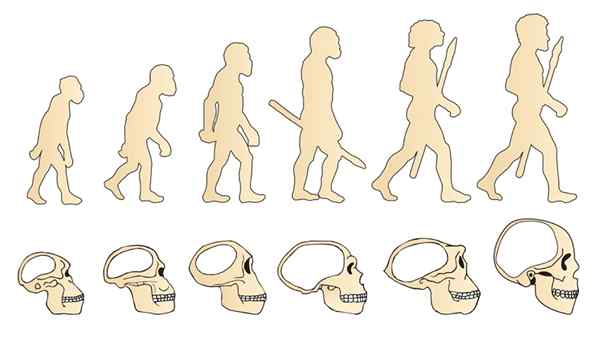 Evolutionära teorier