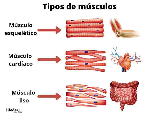 Tipi di muscoli