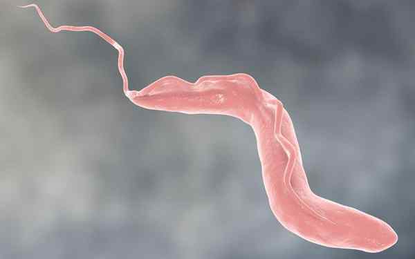 Trypanosoma brucei