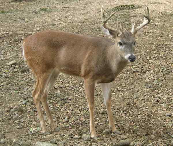 10 repräsentative Tiere der Region Orinoquía