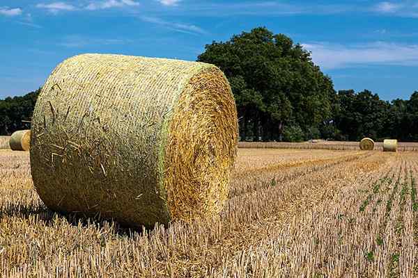 11 Inconvénients de la vie à la campagne