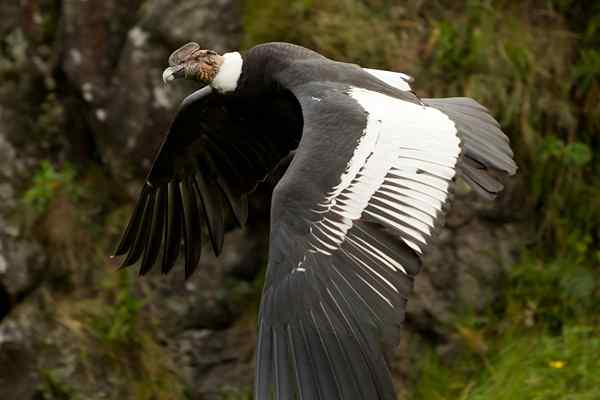 7 Tiere aus der Andenregion Kolumbiens