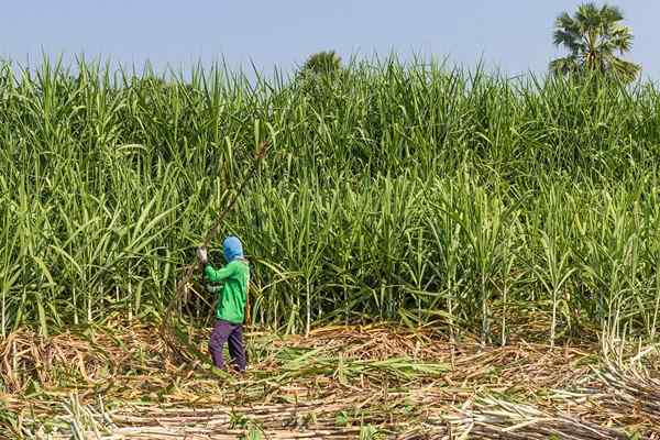 8 produits de la région du Pacifique en Colombie