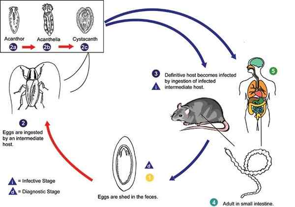 Acantocephals Cosa sono, caratteristiche, nutrizione, riproduzione