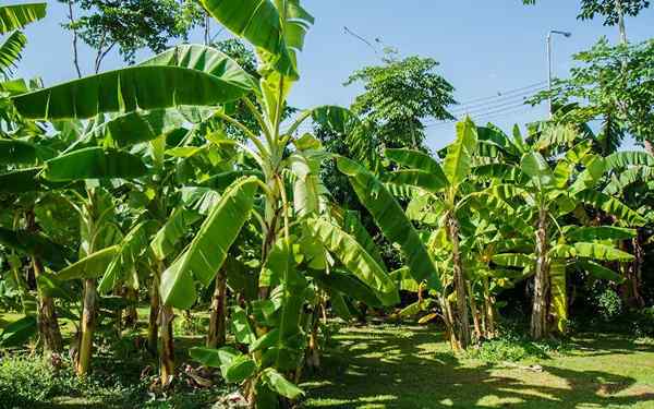 Guatemalan taloudellinen toiminta