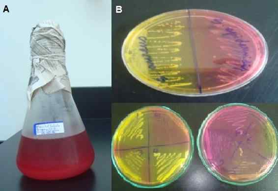 Agar Salz und Mannitol Was ist, Grundlage, Vorbereitung, verwendet