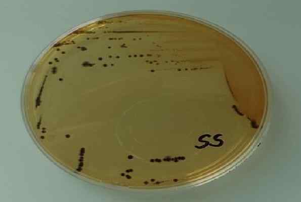 Gélose de Salmonella-Shigella