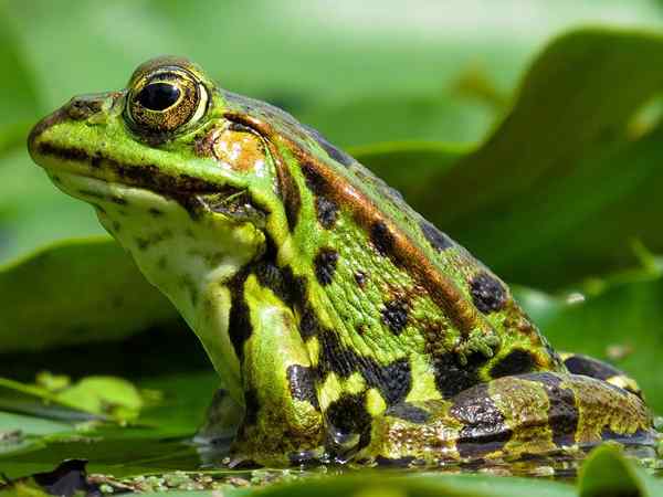 Amphibiens Que sont les caractéristiques, les types, les systèmes, la reproduction