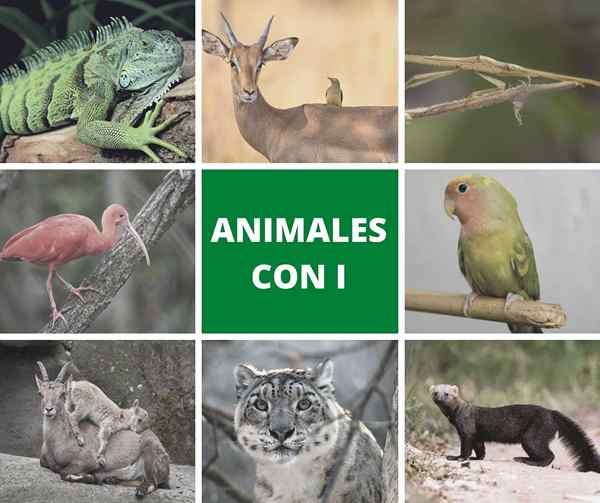 Animali con i