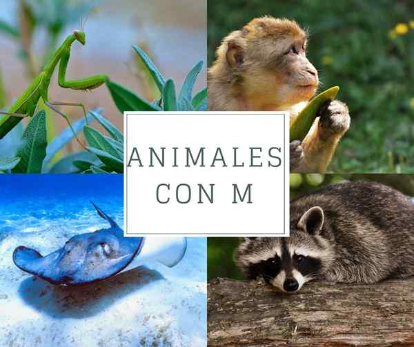 Animais com m