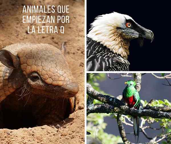 Animali con Q