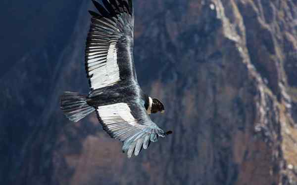 Animais da cordilheira de Andes