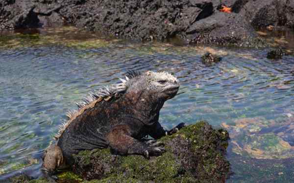 Haiwan di pantai Ecuador