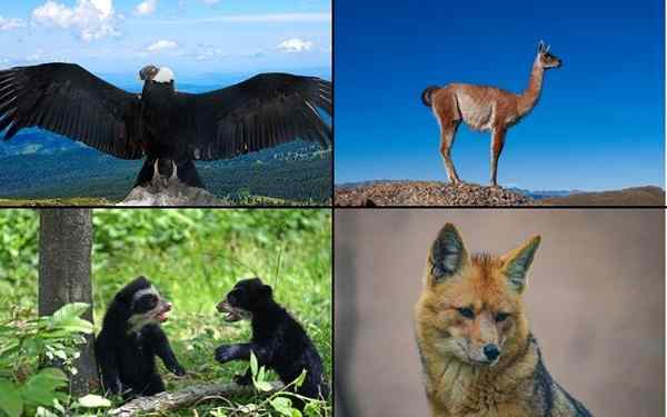 Animais da Sierra Equadora