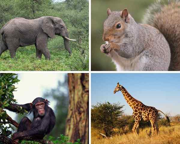 Overdag dieren