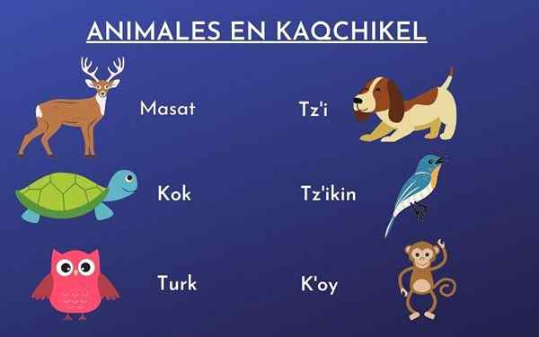 Tiere in Kaqchikel