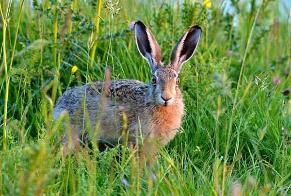 Buitenlandse dieren van Peru en zijn kenmerken