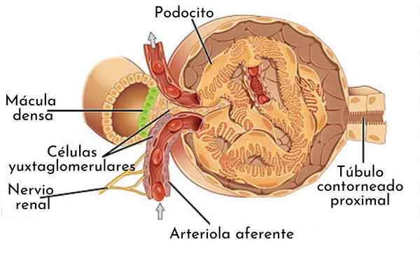 Alat juxtaglomerular