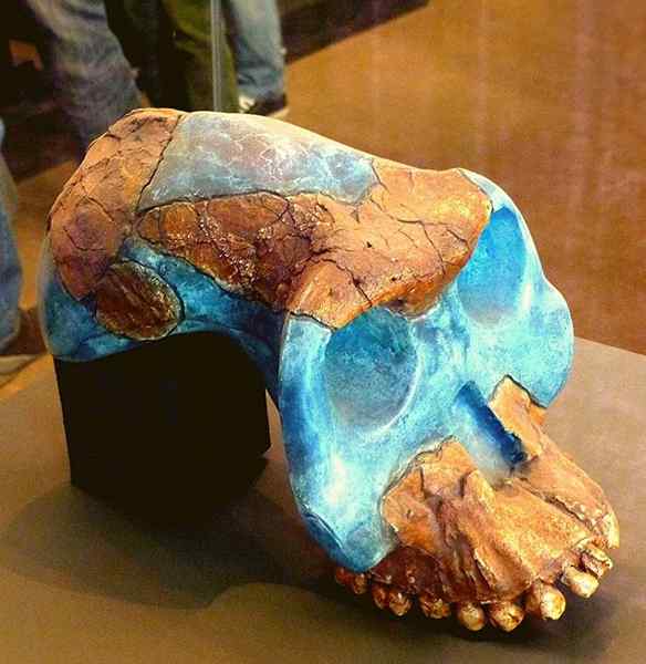 Australopithecus Garhi