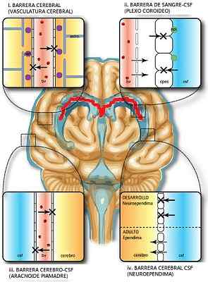 Struktur penghalang hematoencephalic, fungsi, penyakit