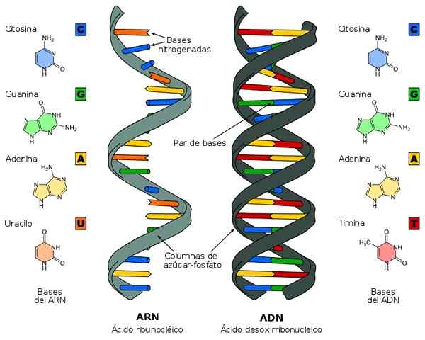 Azote bases ce que sont, la classification, les fonctions