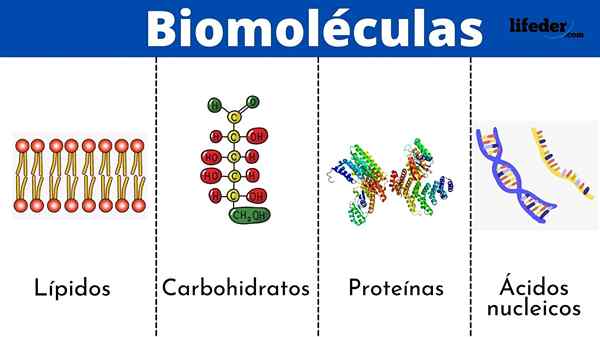 Biomolekuly