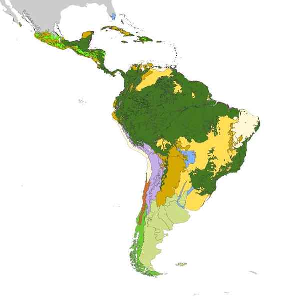 Neotropische Bioregion (neotrop)