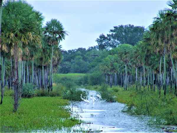 Chaco Forest Relief, Wetter, Flora, Fauna